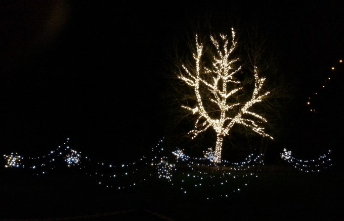 Shooting stars...wishes anyone?